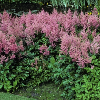 Astilbe japonica - 'Rheinland' Astilbe japonica - 'Rheinland'