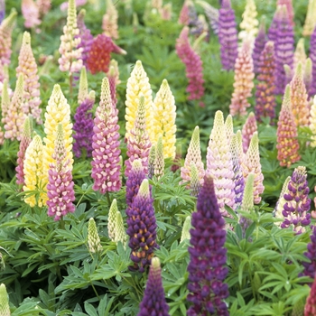Lupinus - 'Popsicle Mix' Mixed Lupine Lupinus - 'Popsicle Mix' Mixed Lupine