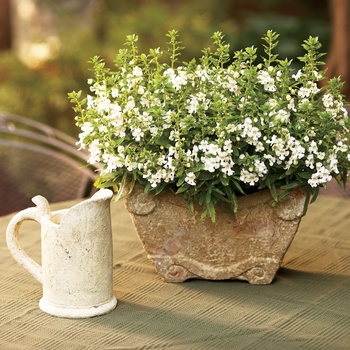 Angelonia angustifolia (Summer Snapdragon) - Angelface® 'White' Angelonia angustifolia (Summer Snapdragon) - Angelface® 'White'