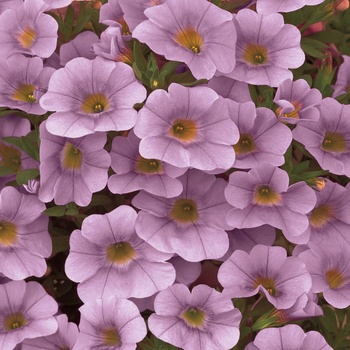 Calibrachoa - Superbells® 'Light Pink' Calibrachoa - Superbells® 'Light Pink'