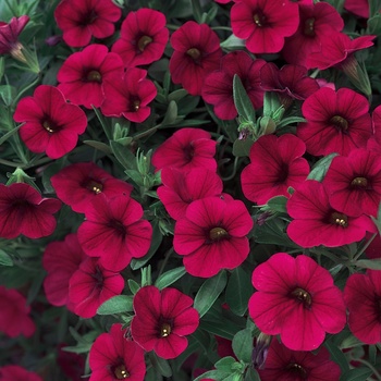 Calibrachoa - Superbells® 'Red' Calibrachoa - Superbells® 'Red'
