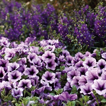 Petunia - Supertunia® 'Bordeaux™' Petunia - Supertunia® 'Bordeaux™'