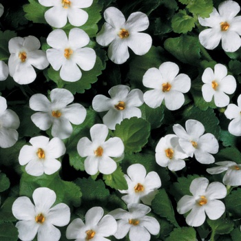Sutera cordata (Bacopa) - Snowstorm® ''Giant Snowflake®'' Sutera cordata (Bacopa) - Snowstorm® ''Giant Snowflake®''