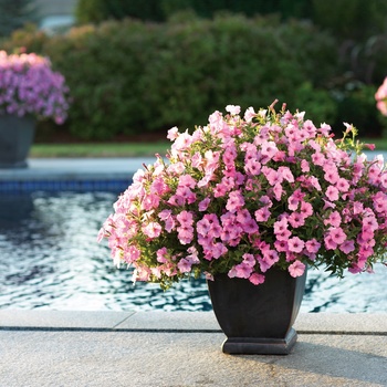Petunia - Supertunia Vista® ''Bubblegum®'' Petunia - Supertunia Vista® ''Bubblegum®''
