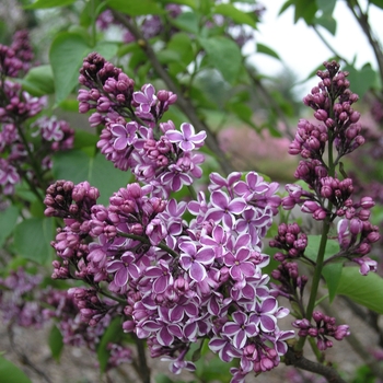 Syringa vulgaris - 'Sensation' Lilac