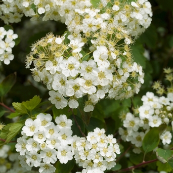 Spiraea x vanhouttei - 'Renaissance' Spirea