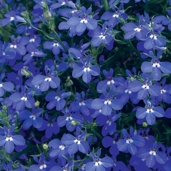 Lobelia erinus - Laguna® 'Dark Blue' Lobelia erinus - Laguna® 'Dark Blue'