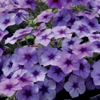 Phlox - Intensia® ''Blueberry'' Phlox - Intensia® ''Blueberry''