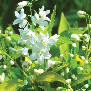 Deutzia gracilis - Chardonnay Pearls&reg;