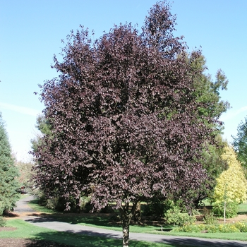Prunus cerasifera - 'Thundercloud' Cherry Plum