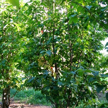 Syringa reticulata - 'Ivory Silk' Japanese Tree Lilac