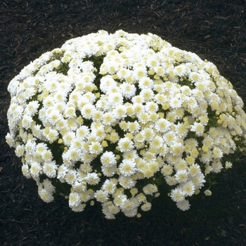 Chrysanthemum x morifolium - ''Wilma™ White'' Garden Mum Chrysanthemum x morifolium - ''Wilma™ White'' Garden Mum