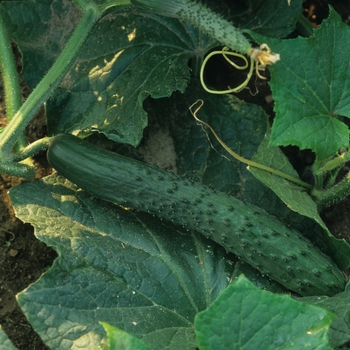 Marketmore - Cucumber