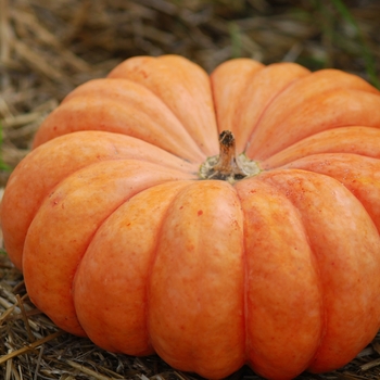 EXTRA LARGE - STACKER PUMPKIN EXTRA LARGE - STACKER PUMPKIN