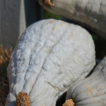 Hubbard - Squash