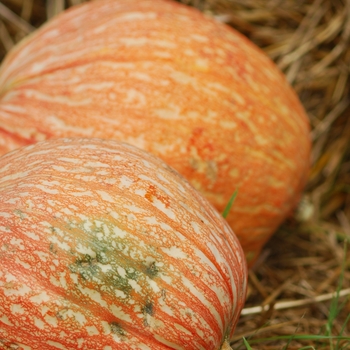 Cucurbita maxima - 'One Too Many' Pumpkin Cucurbita maxima - 'One Too Many' Pumpkin