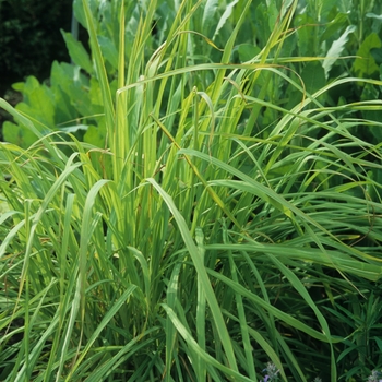Cymbopogon citratus - East Indian Lemon Grass
