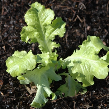 Salad Bowl - Lettuce