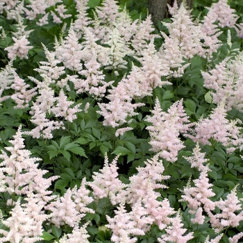 Astilbe japonica - 'Peach Blossom' False Spirea Astilbe japonica - 'Peach Blossom' False Spirea