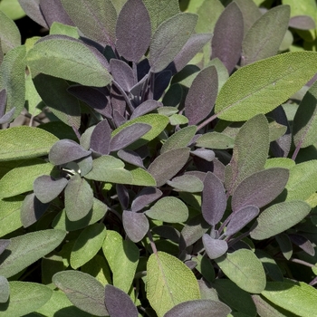 Salvia officinalis - Purpleleaf Sage
