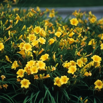 Hemerocallis (Daylily) - 'Stella d' Oro' Hemerocallis (Daylily) - 'Stella d' Oro'