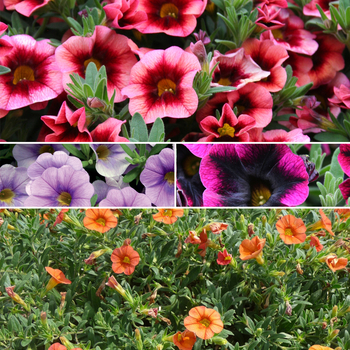 Calibrachoa - Superbells® 'Series' Calibrachoa - Superbells® 'Series'