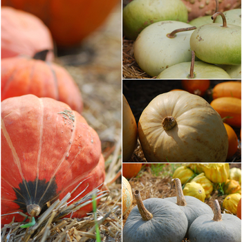CARVING PUMPKINS - PUMPKINS CARVING PUMPKINS - PUMPKINS