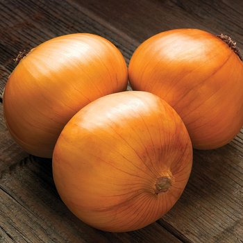 EXPRESSIONS ONION - ONION WHITE EXPRESSIONS ONION - ONION WHITE