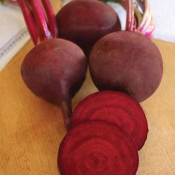 Beta - 'Ruby Queen' Beet Beta - 'Ruby Queen' Beet