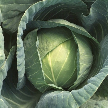 Late Flat Dutch - Cabbage