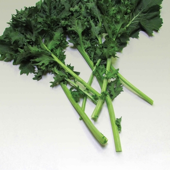 Dwarf Siberian - Kale