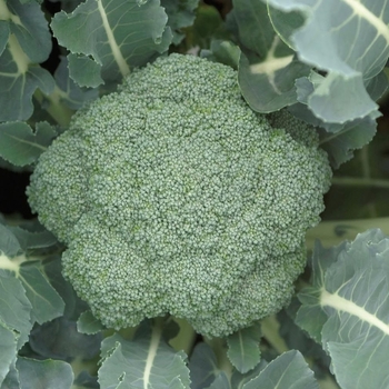 Waltham - Broccoli