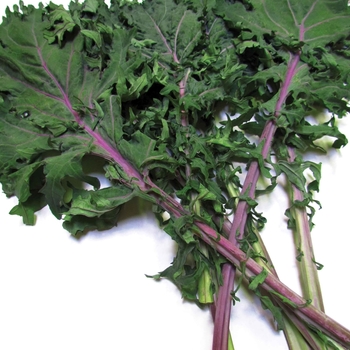 Red Russian - Kale