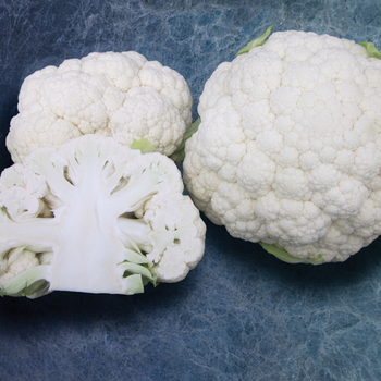 Snowball - Cauliflower