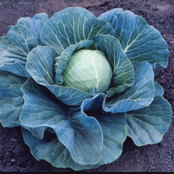 Stonehead - Cabbage