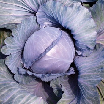 Brassica - Red Cabbage