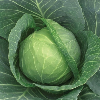  - Cabbage