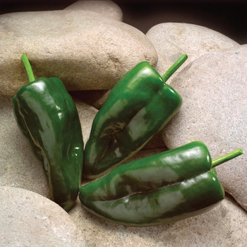 Hot Pepper - Poblano Pepper
