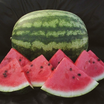Sugar Baby - Watermelon
