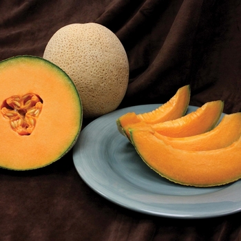 Cucumis melo - Cantaloupe