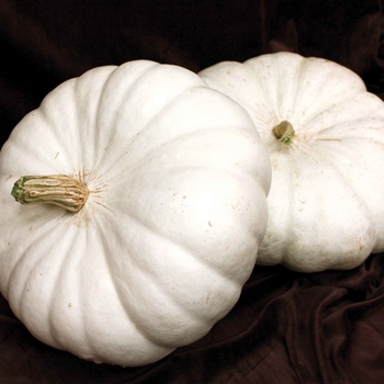 Cucurbita - 'Flat White Boer Ford' Pumpkin Cucurbita - 'Flat White Boer Ford' Pumpkin