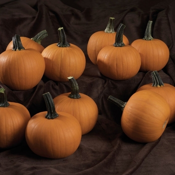 PUMPKIN - ORANGE PIE PUMPKIN - ORANGE PIE