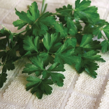 Petroselinum crispum var. neapolitanum - 'Dark Green Italian' Parsley