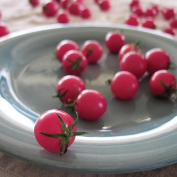 Sweet Treats - Cherry Tomato