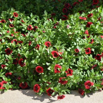 Calibrachoa - Superbells® 'Pomegranate Punch™' Calibrachoa - Superbells® 'Pomegranate Punch™'