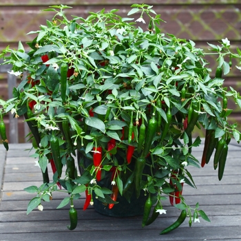 Capsicum annuum - Birdseye Chili Pepper