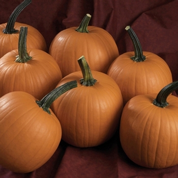 Howden - Pumpkin