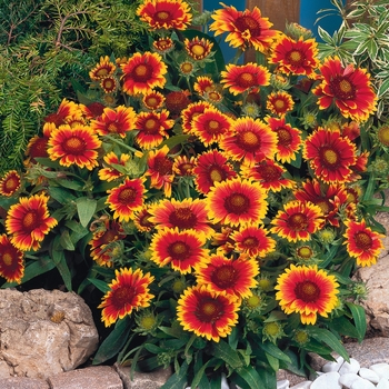 Gaillardia - 'Arizona Sun' Blanket Flower Gaillardia - 'Arizona Sun' Blanket Flower