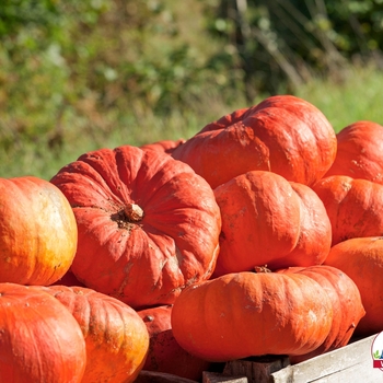 Cucurbita maxima - 'Cinderella's Carriage' Pumpkin Cucurbita maxima - 'Cinderella's Carriage' Pumpkin