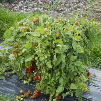 Juliet Grape - Tomato